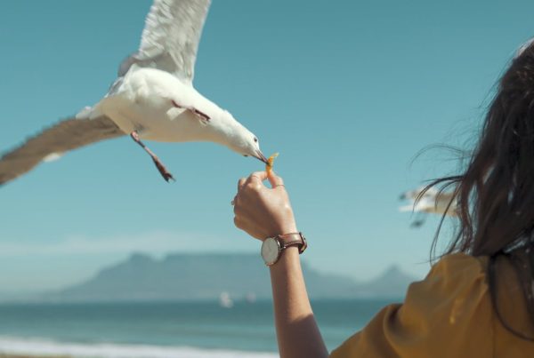 Best Time of Day to Watch Birds